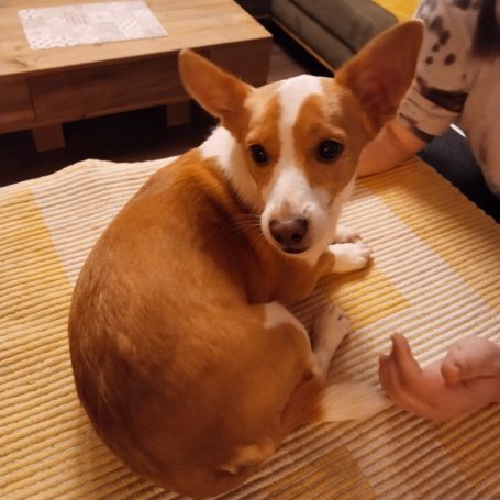 Chicco